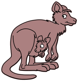 Kangourous