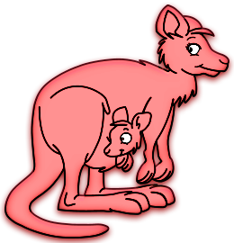 Kangourous