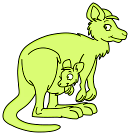 Kangourous