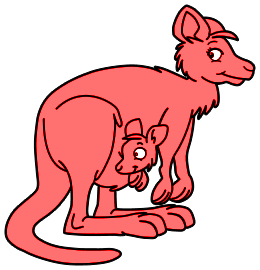 Kangourous