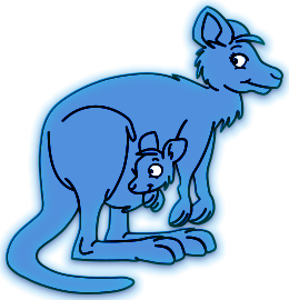 Kangourous