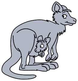 Kangourous