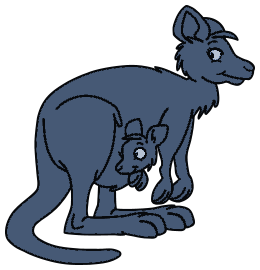 Kangourous