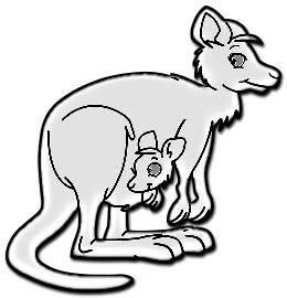 Kangourous