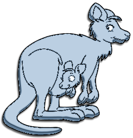 Kangourous