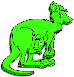 Kangourous