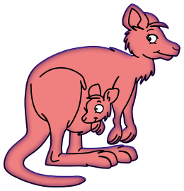 Kangourous