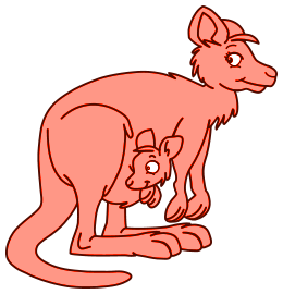 Kangourous