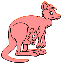 Kangourous