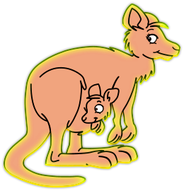 Kangourous