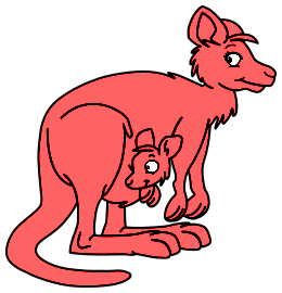 Kangourous