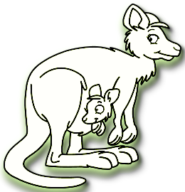 Kangourous