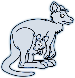 Kangourous