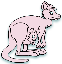 Kangourous