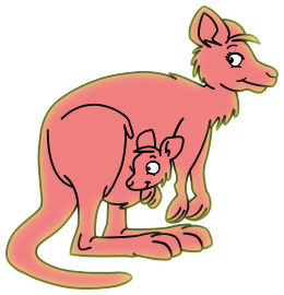 Kangourous