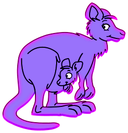 Kangourous