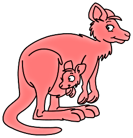 Kangourous