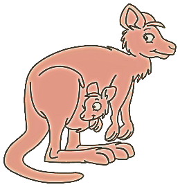 Kangourous
