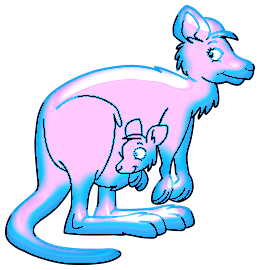 Kangourous