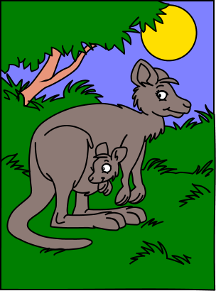 Kangourous